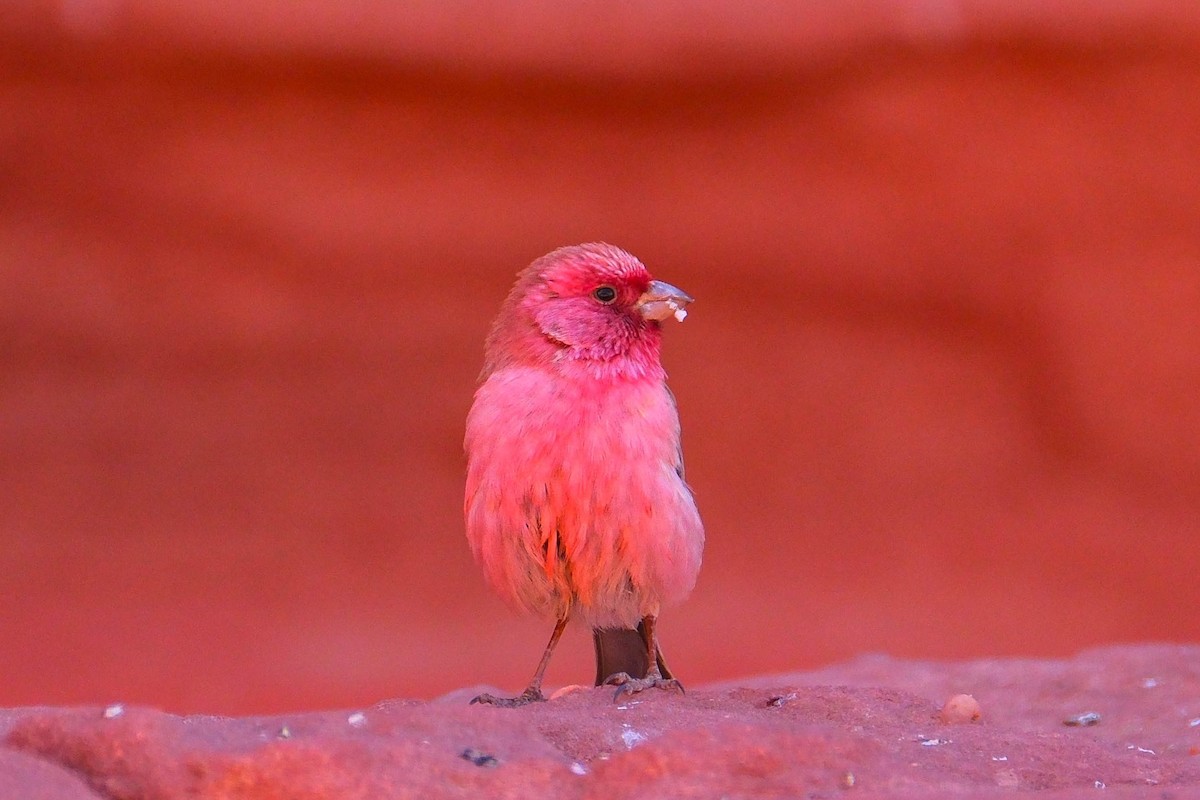 Sinai Rosefinch - ML642485673