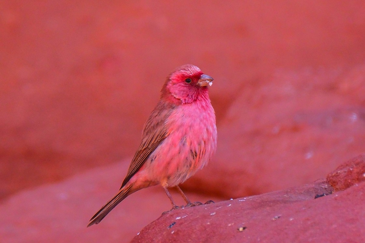 Sinai Rosefinch - ML642485674