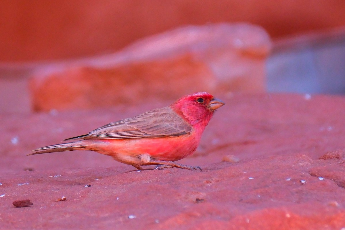 Sinai Rosefinch - ML642485675
