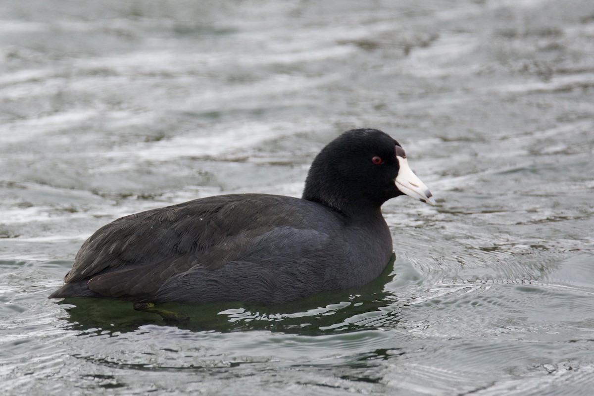 American Coot - ML642485721