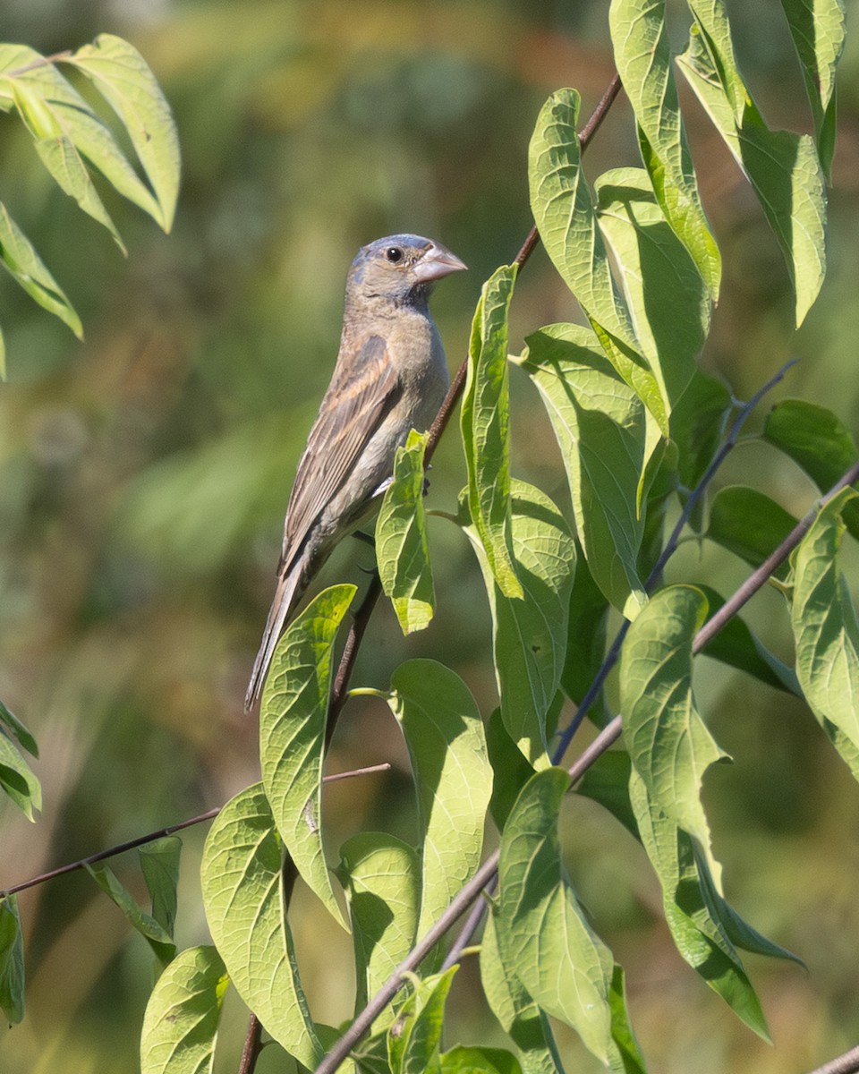 Blue Grosbeak - ML642485744