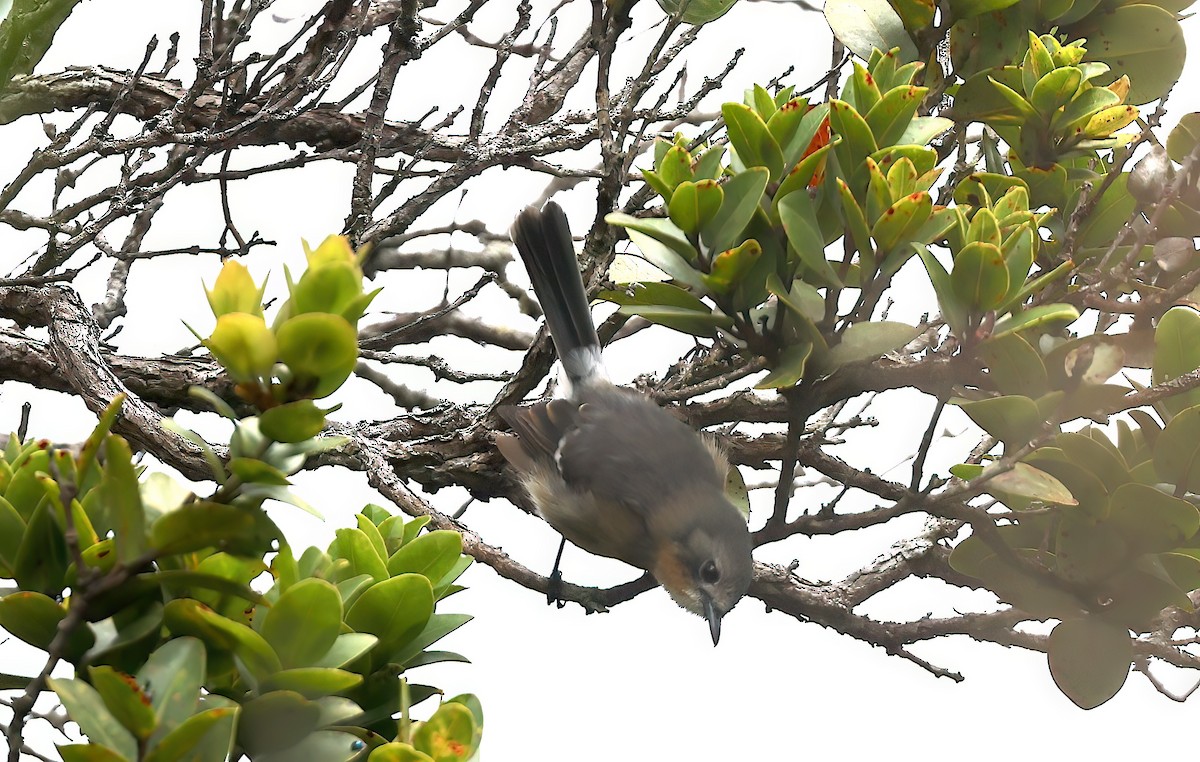 Kauai Elepaio - ML642485755