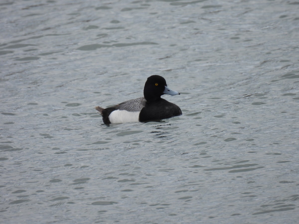 Greater Scaup - ML642485770