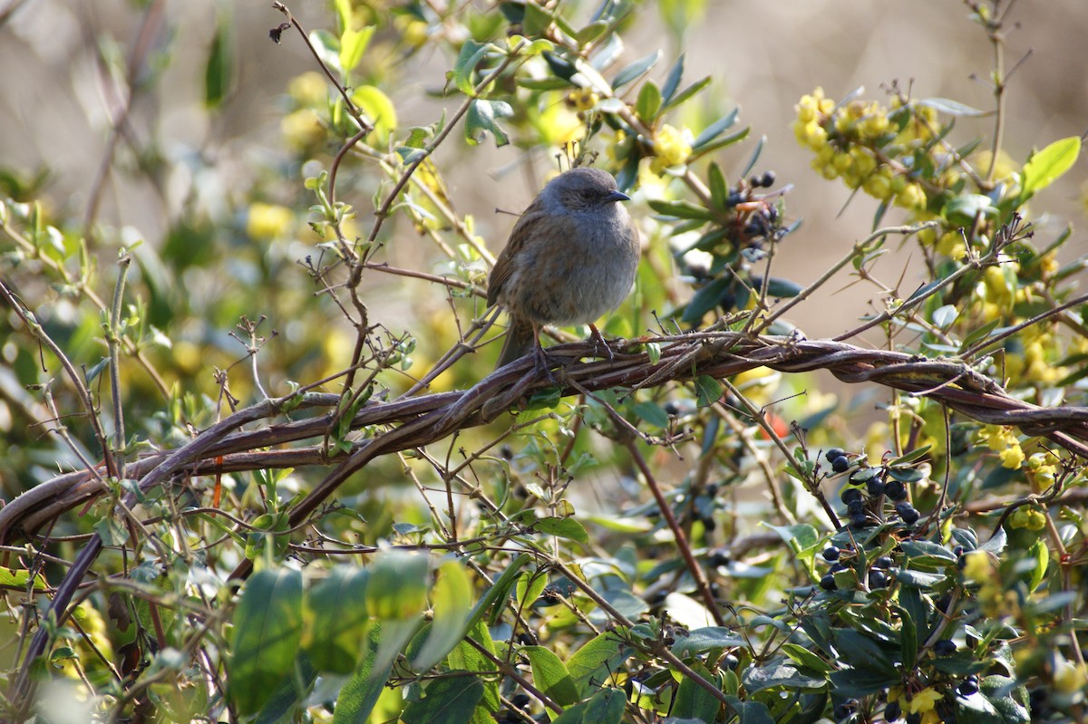 Dunnock - ML642485779