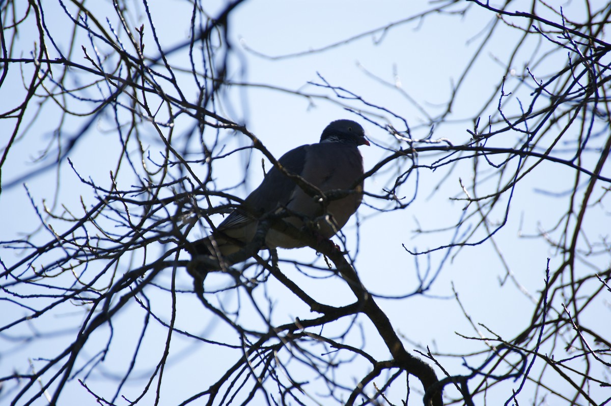 Common Wood-Pigeon - ML642485785