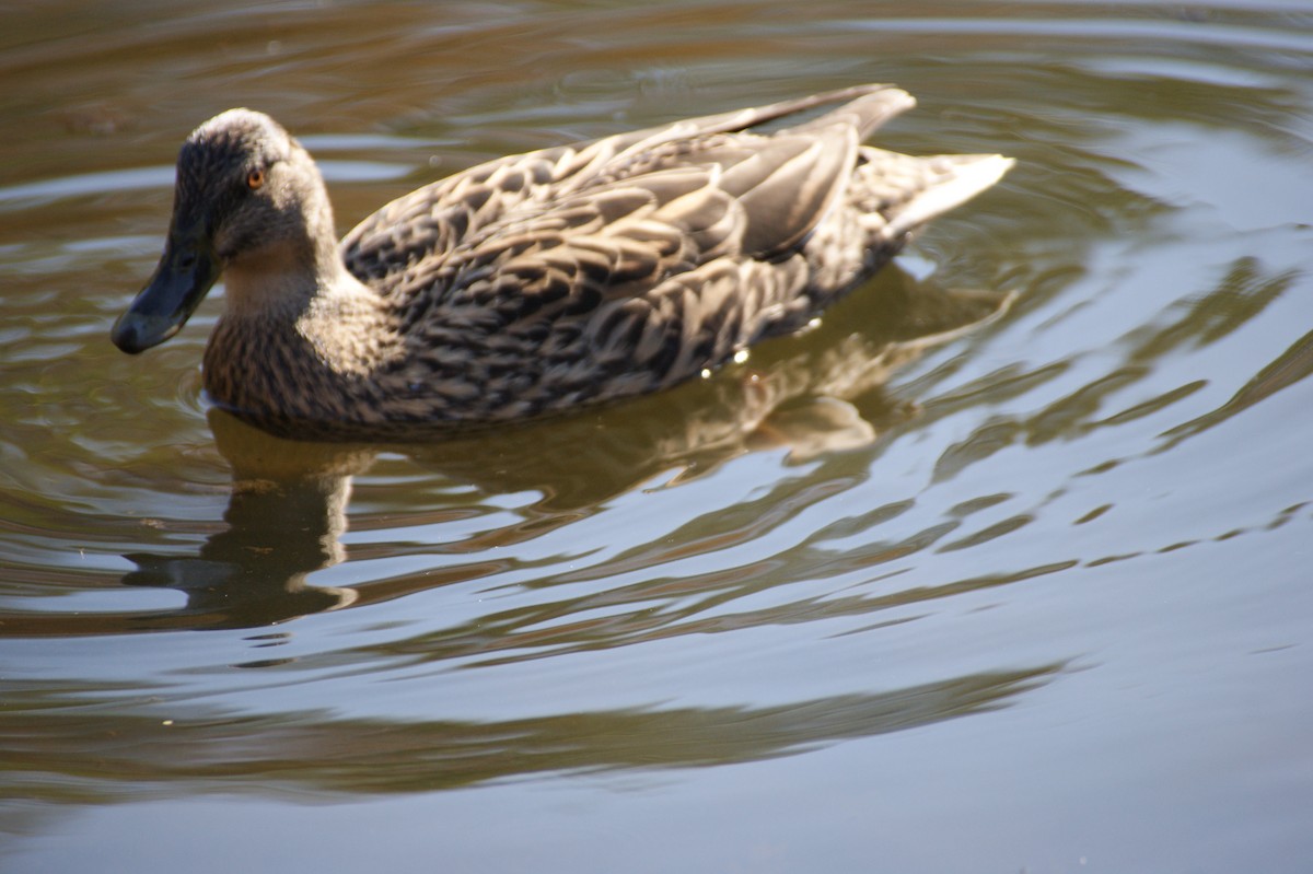 Mallard - ML642485787