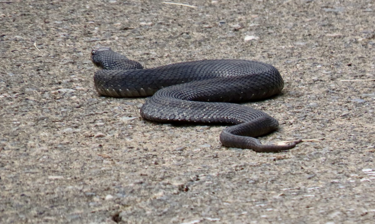 Animals - ML642485789