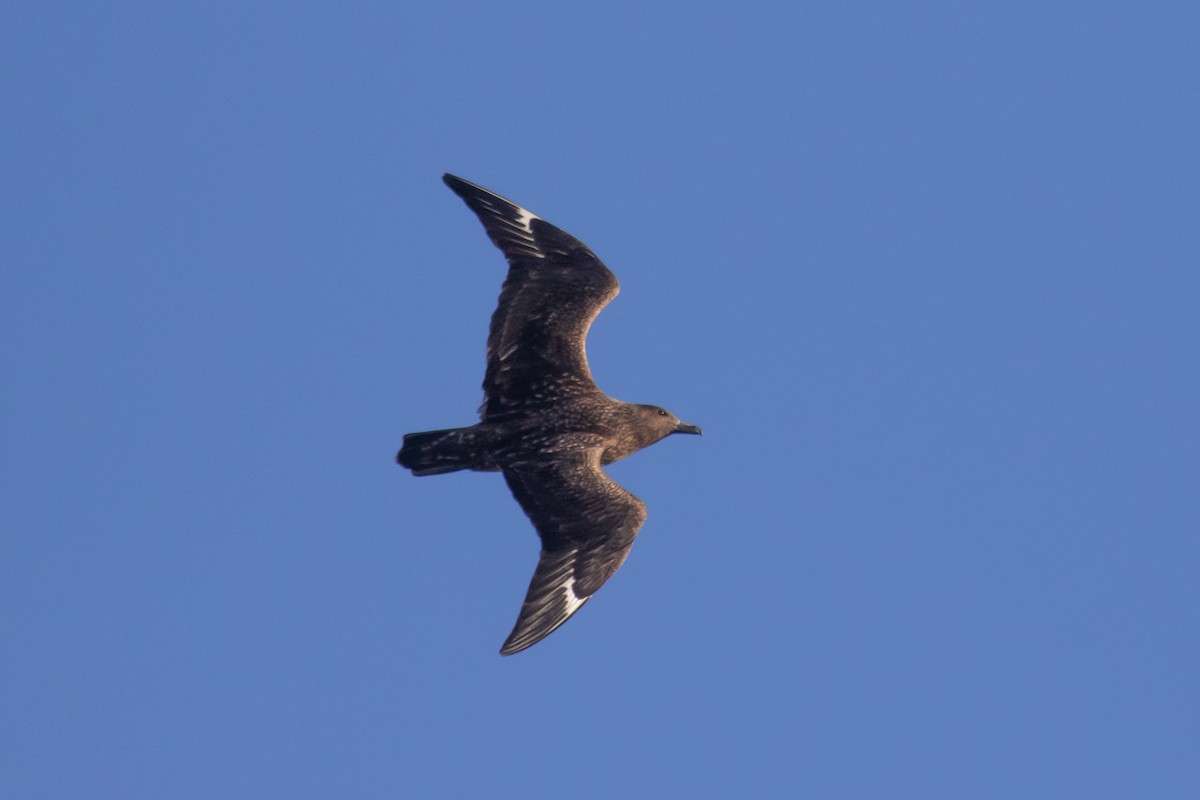 Great Skua - ML642485790