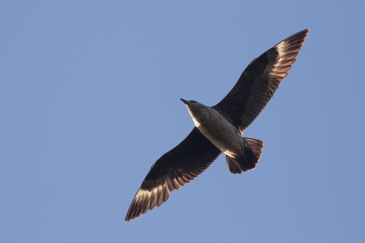 Great Skua - ML642485791