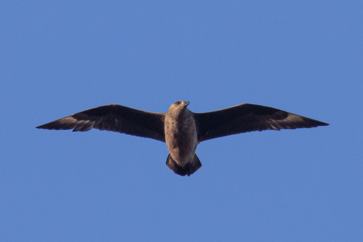 Great Skua - ML642485792