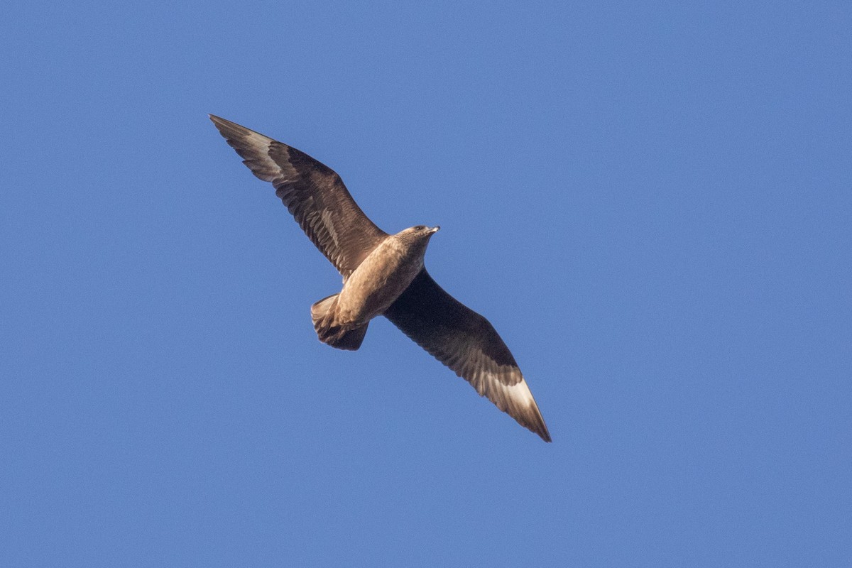 Great Skua - ML642485793