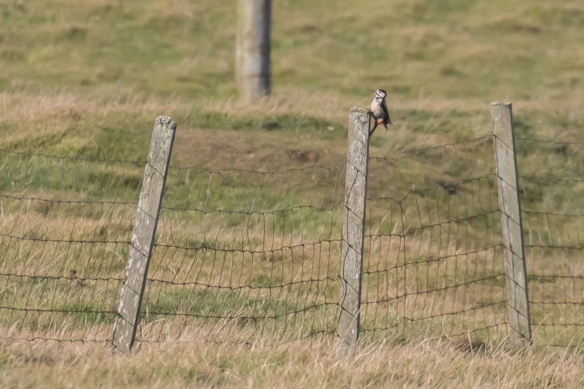 Great Spotted Woodpecker - ML642485807