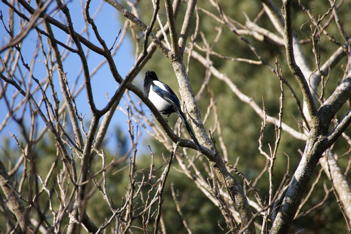 Eurasian Magpie - ML642485812