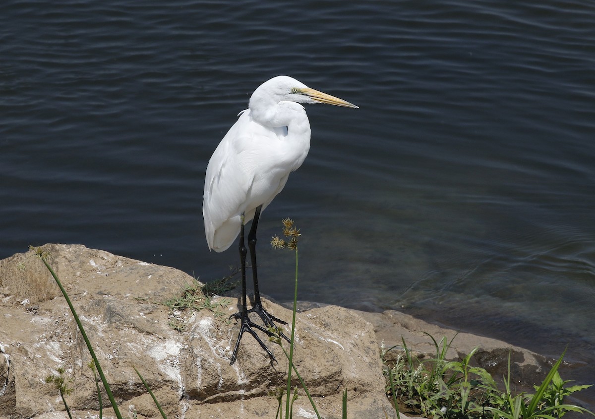 Yellow-billed Egret - ML642485819
