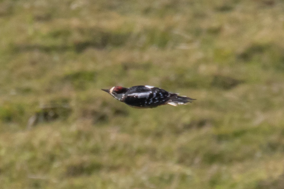 Great Spotted Woodpecker - ML642485820