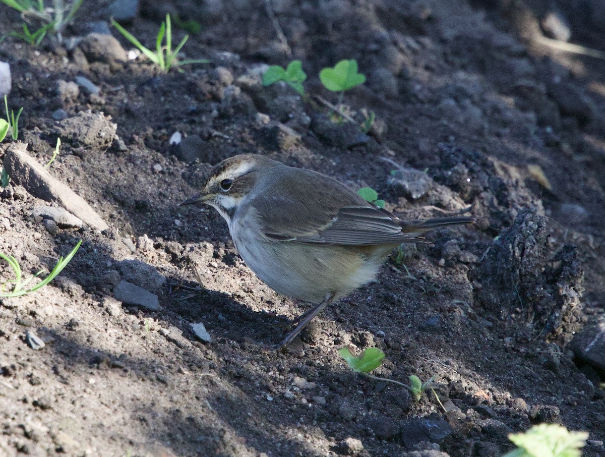 Bluethroat - ML642485822