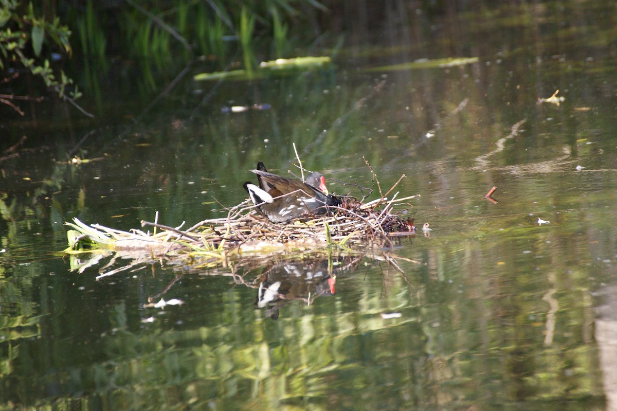 Eurasian Moorhen - ML642485830