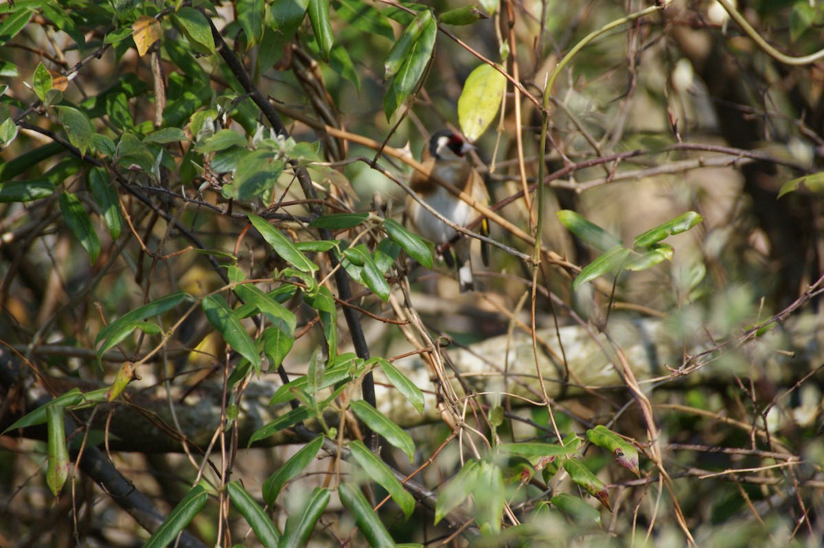 European Goldfinch - ML642485836