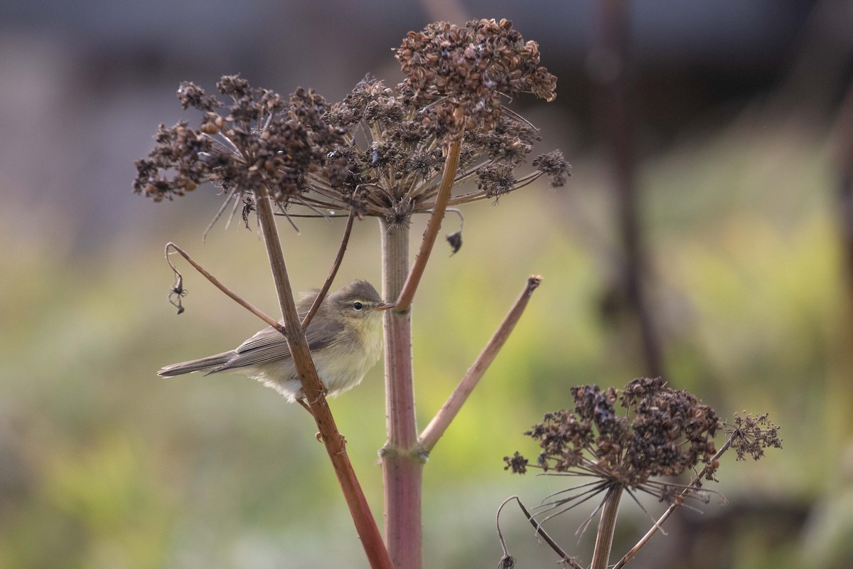 Willow Warbler - ML642485838