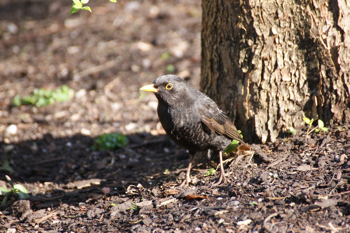 Eurasian Blackbird - ML642485839