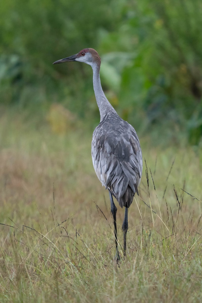 Sandhill Crane - ML642485841