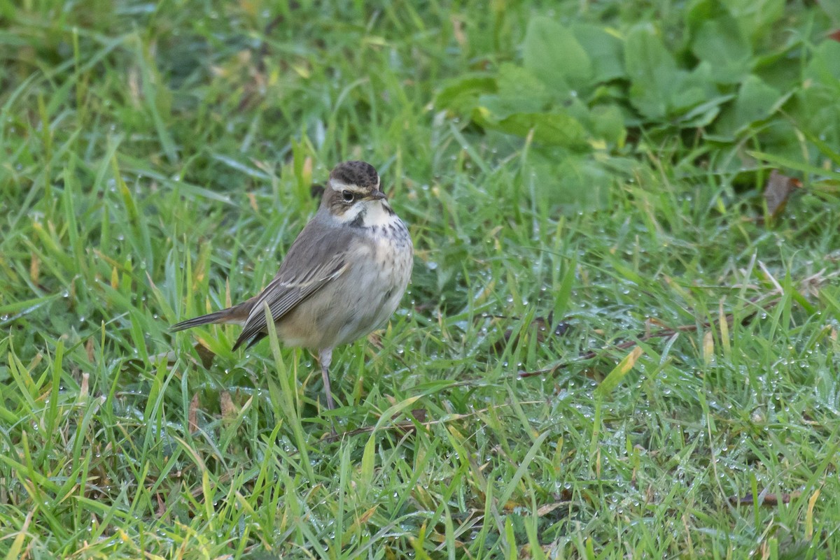 Bluethroat - ML642485845