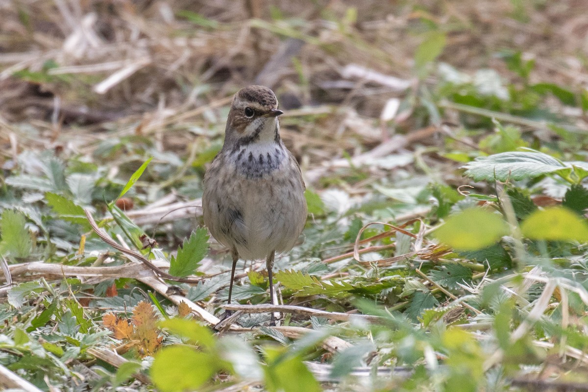 Bluethroat - ML642485851