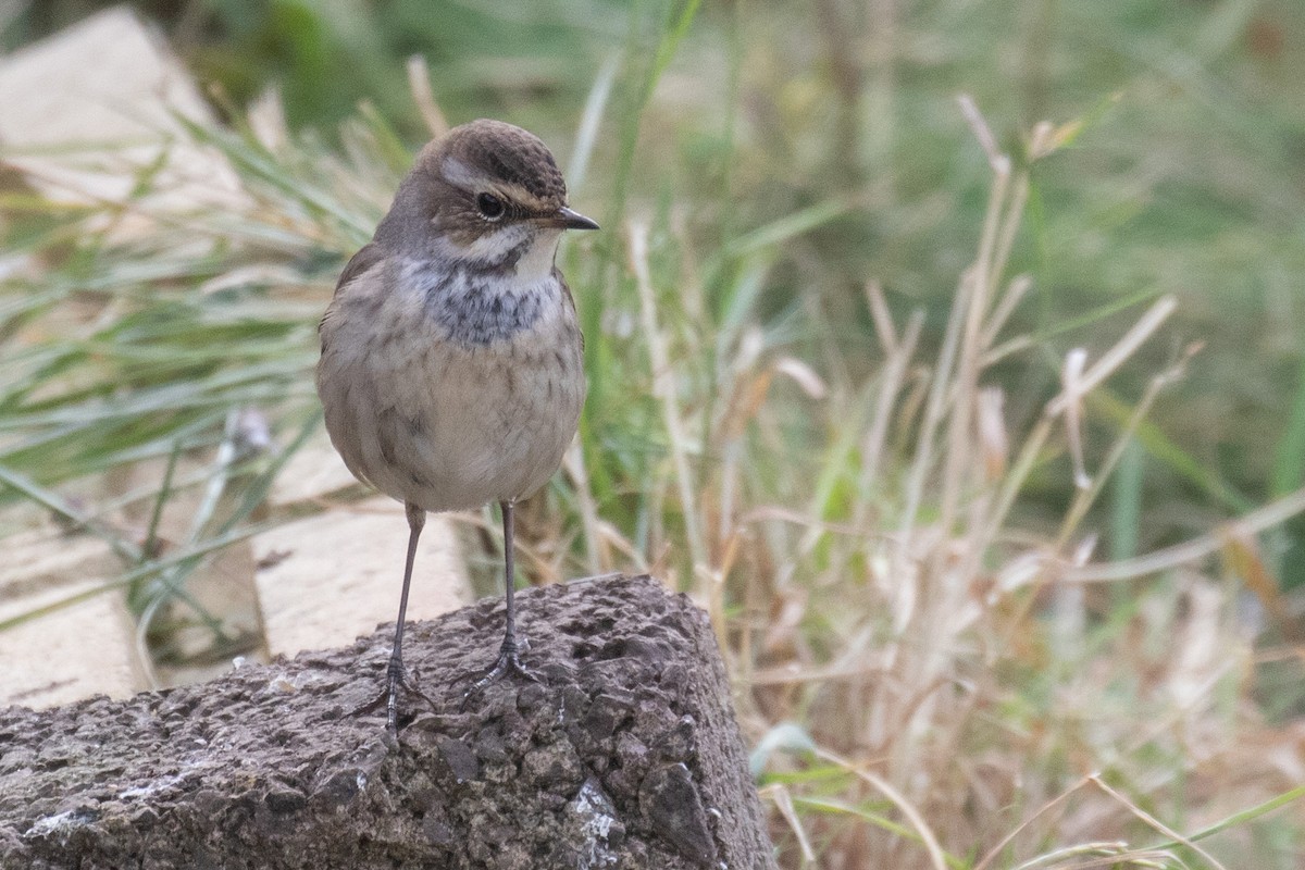 Bluethroat - ML642485852