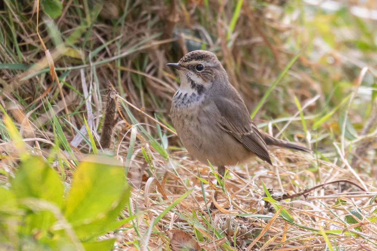 Bluethroat - ML642485853