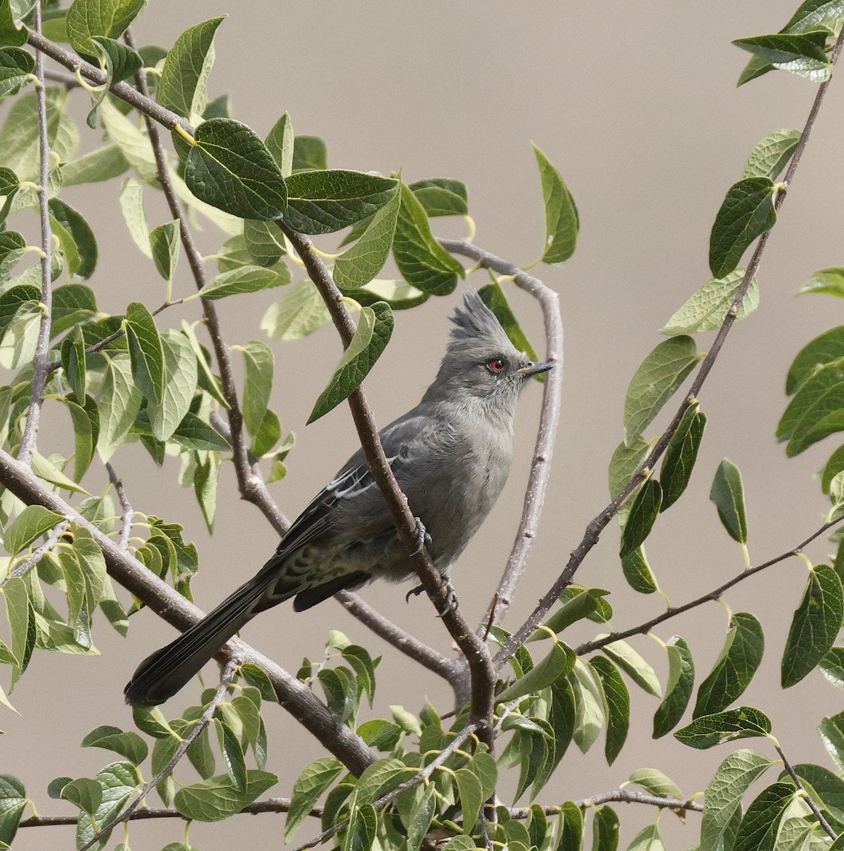 Phainopepla - ML642485860