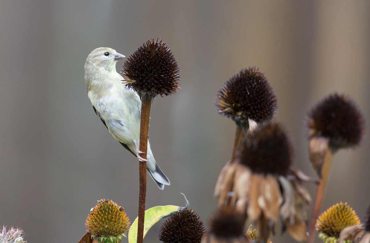 American Goldfinch - ML642485878