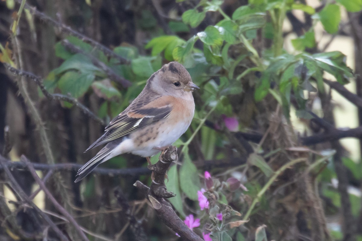 Brambling - ML642485880