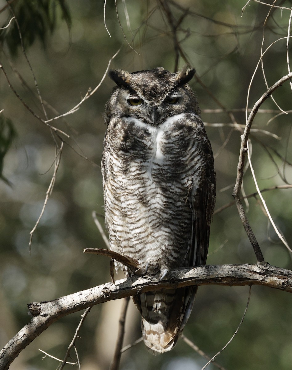 Great Horned Owl - ML642485888