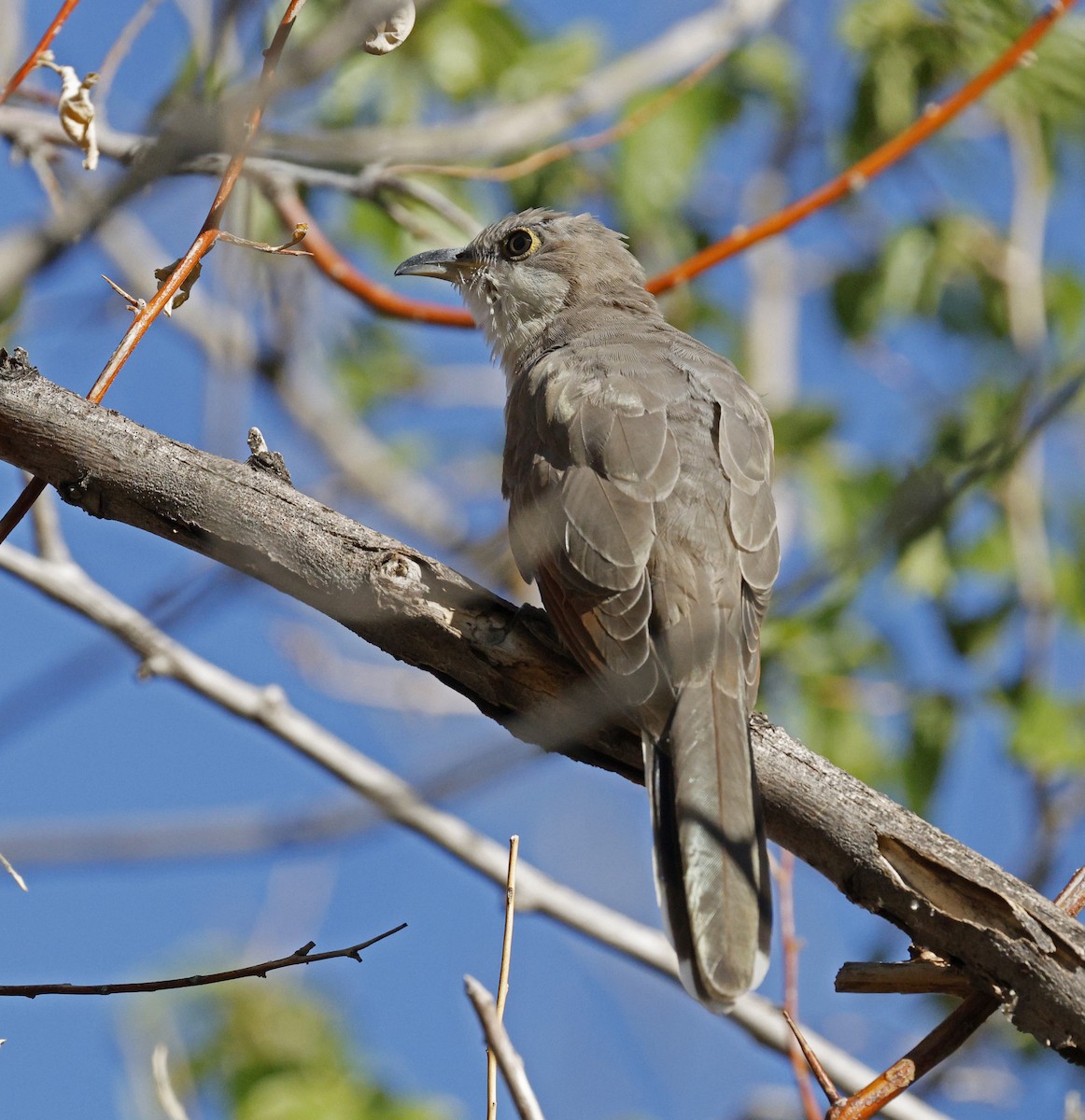 Yellow-billed Cuckoo - ML642485902