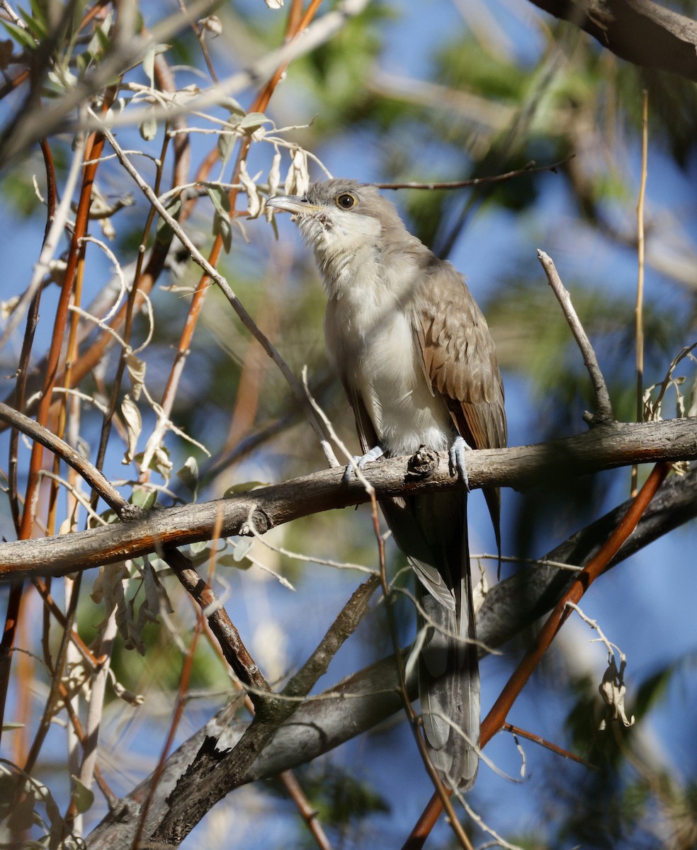 Yellow-billed Cuckoo - ML642485903