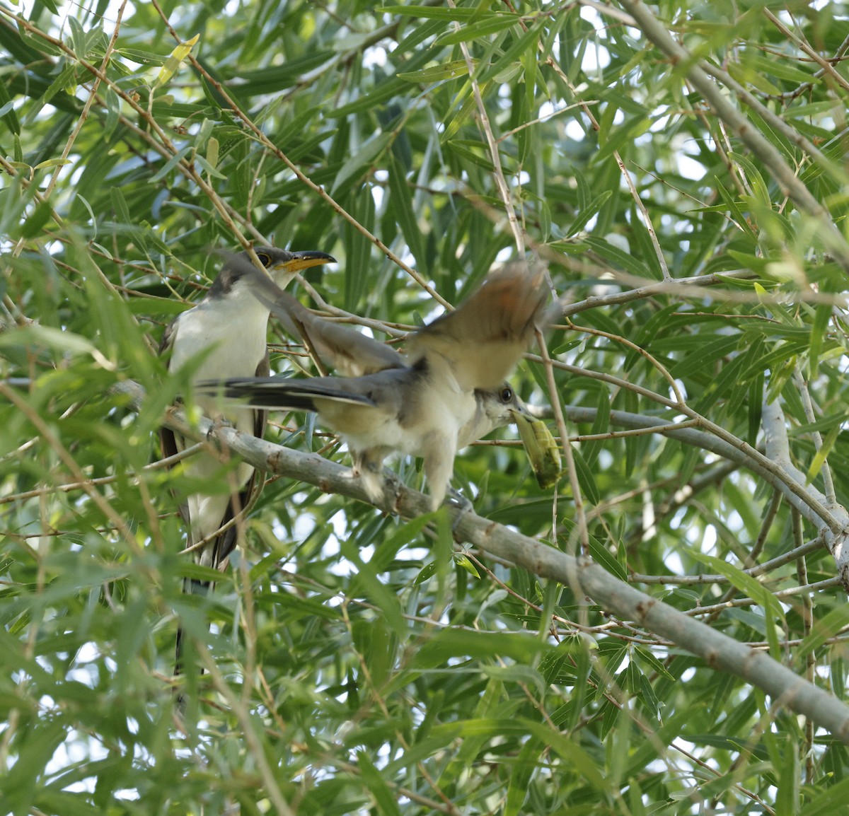 Yellow-billed Cuckoo - ML642485904