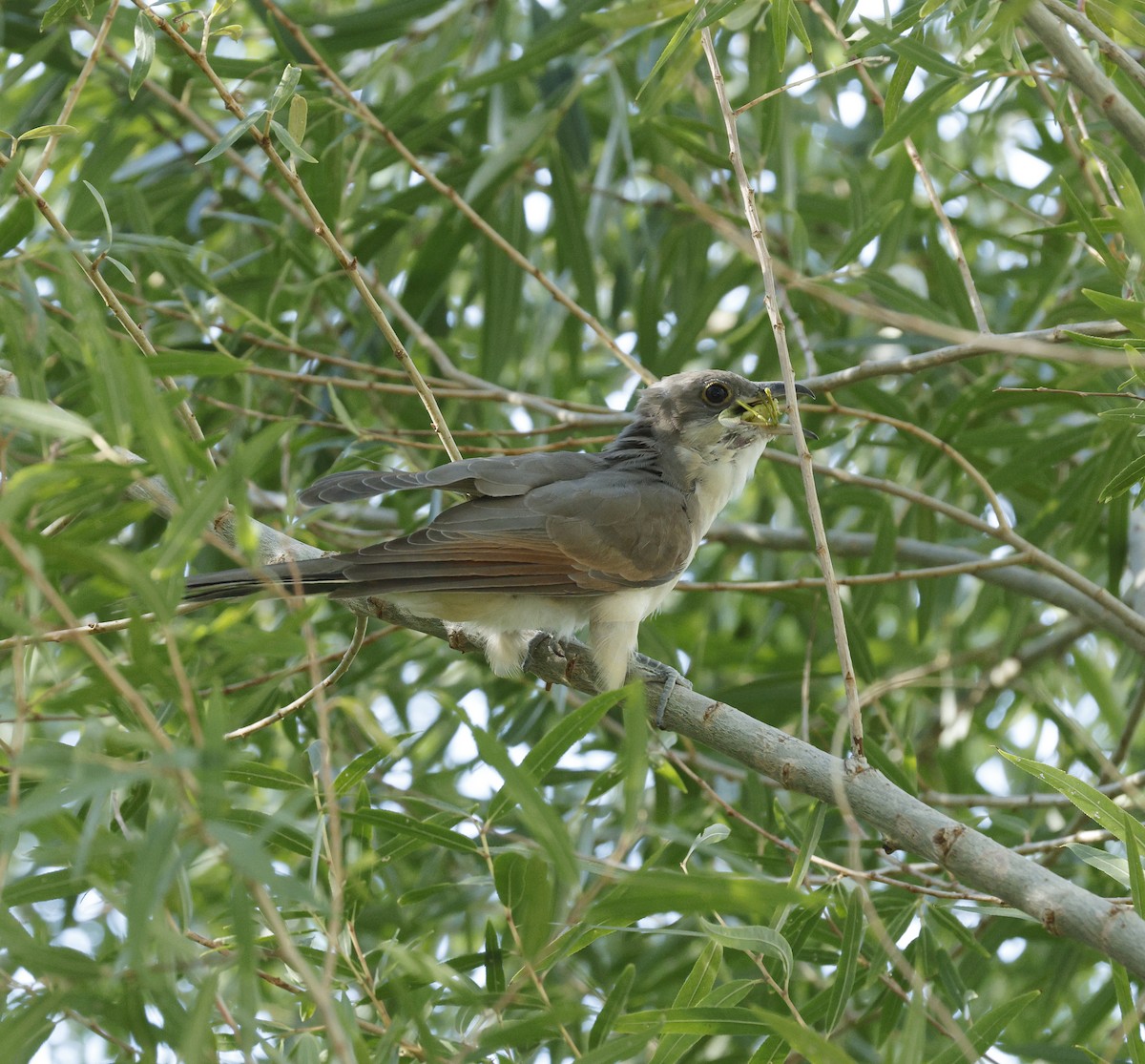 Yellow-billed Cuckoo - ML642485905