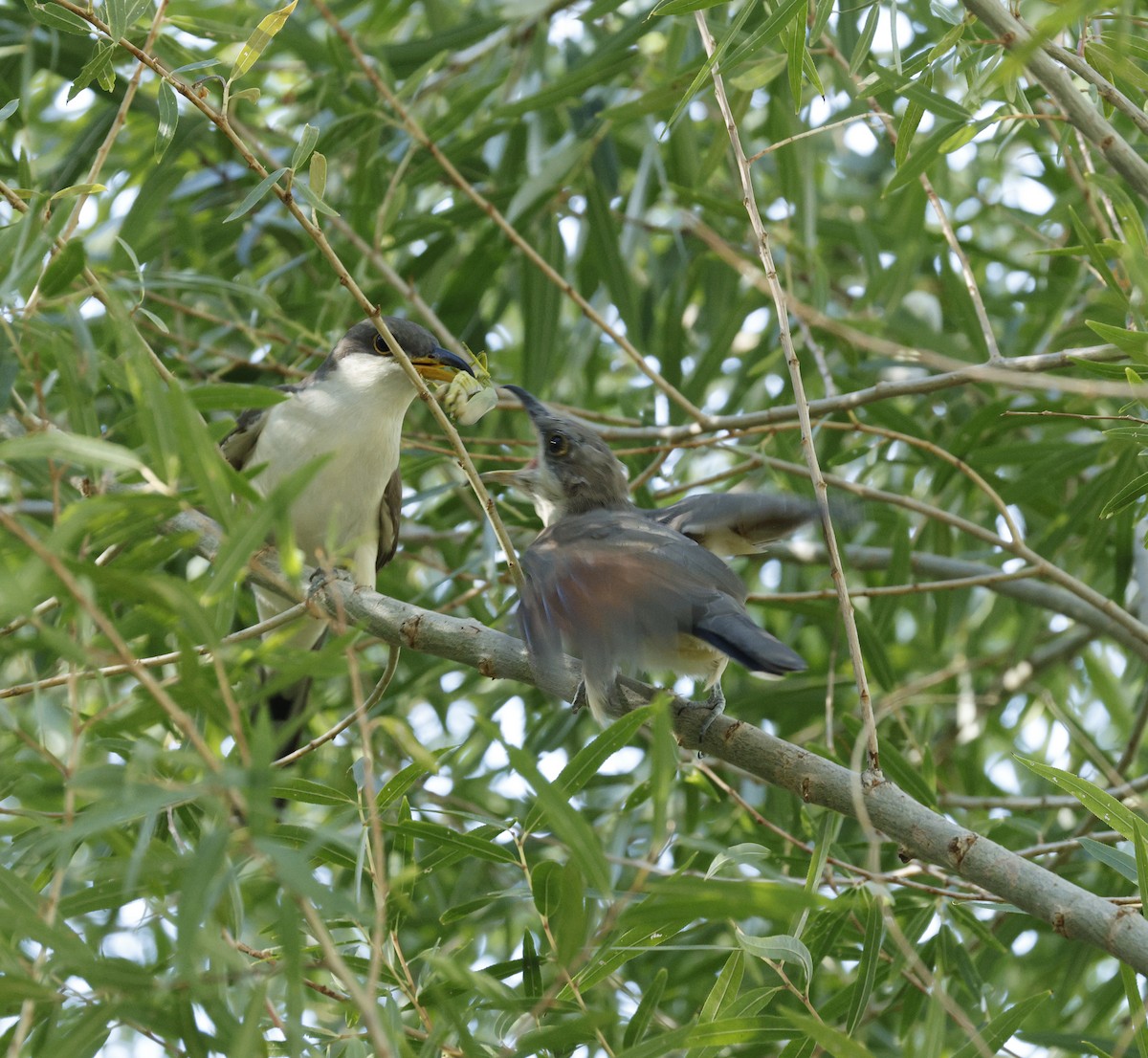 Yellow-billed Cuckoo - ML642485906