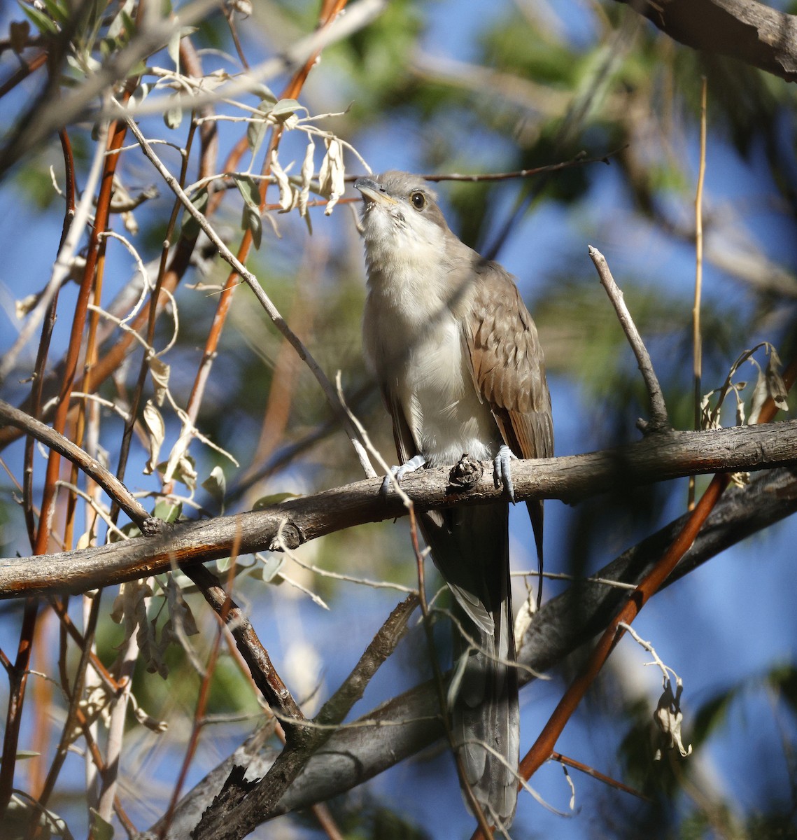 Yellow-billed Cuckoo - ML642485907