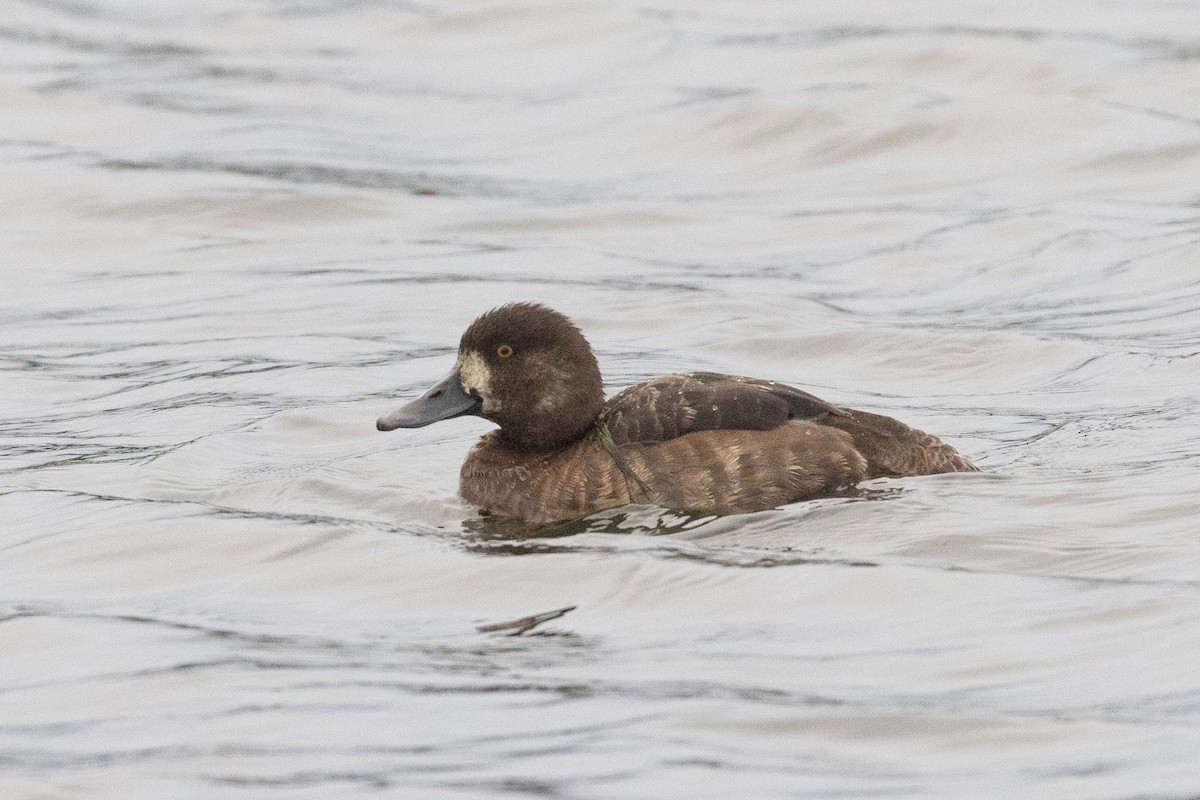 Greater Scaup - ML642485946