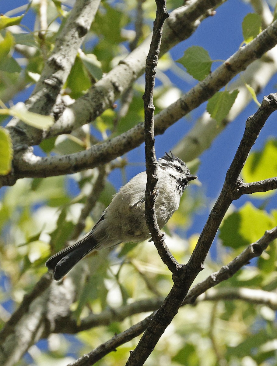 Bridled Titmouse - ML642485997