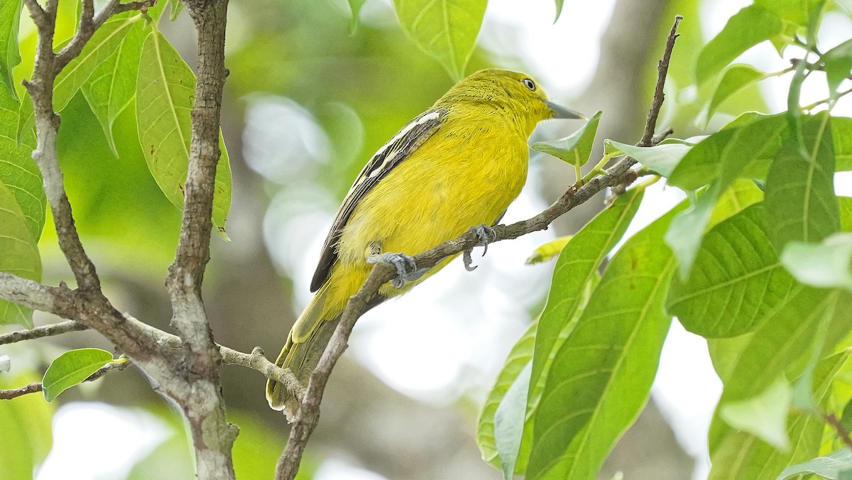 Common Iora - ML642486061