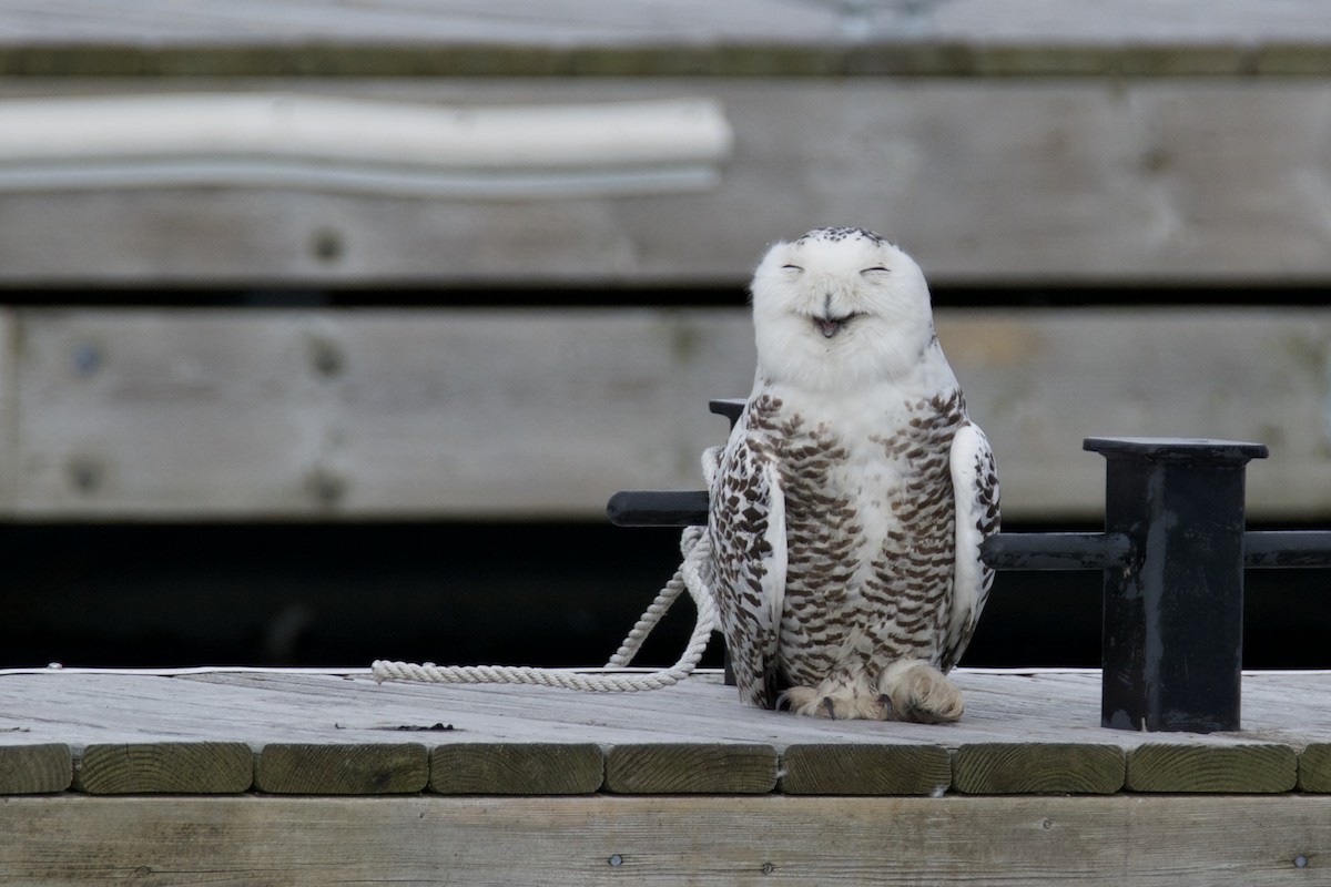 Snowy Owl - ML642486081