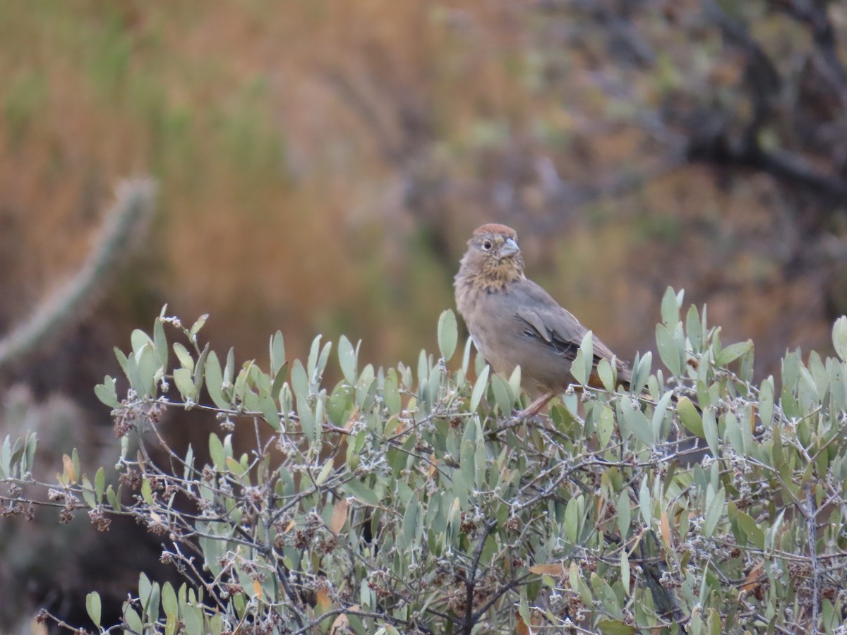 Canyon Towhee - ML642486161
