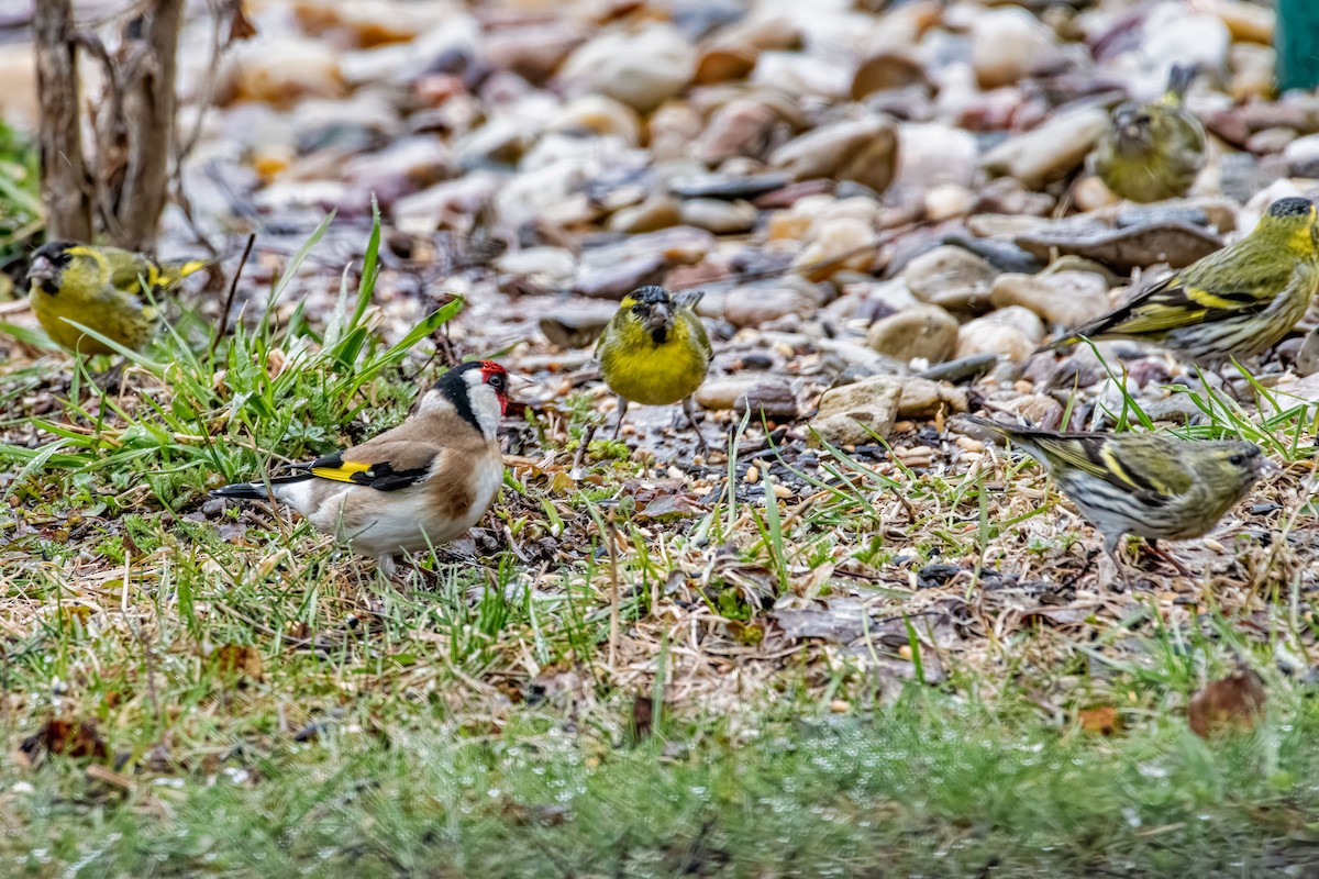 Eurasian Siskin - ML642486163