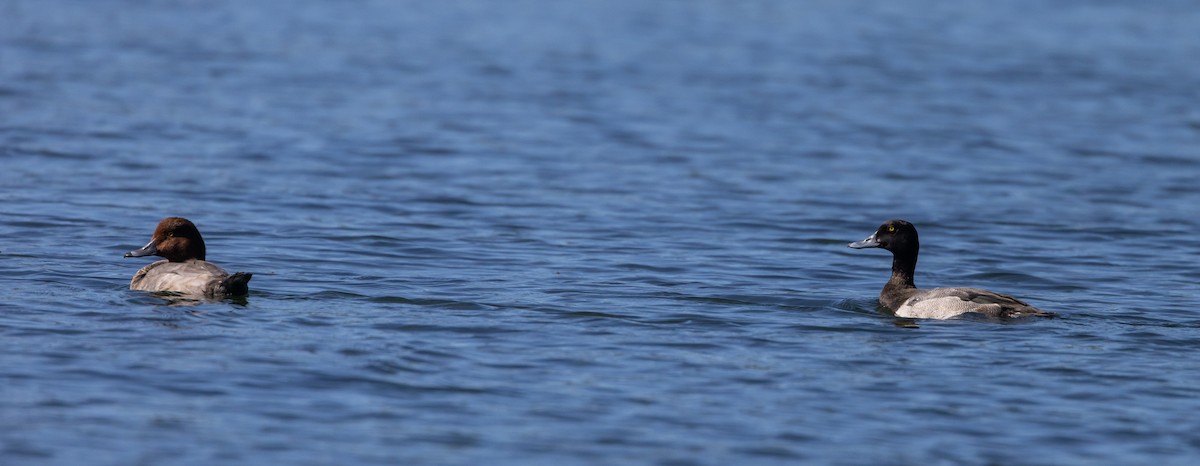 Greater Scaup - ML642486221