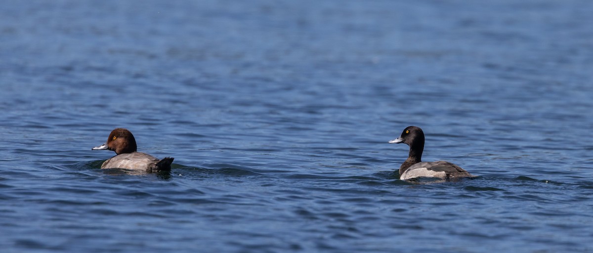 Greater Scaup - ML642486222