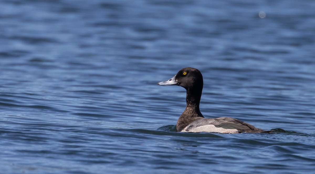 Greater Scaup - ML642486223