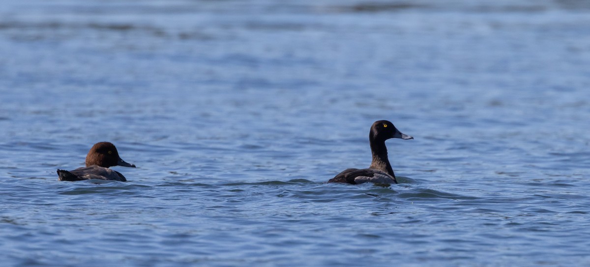 Greater Scaup - ML642486226