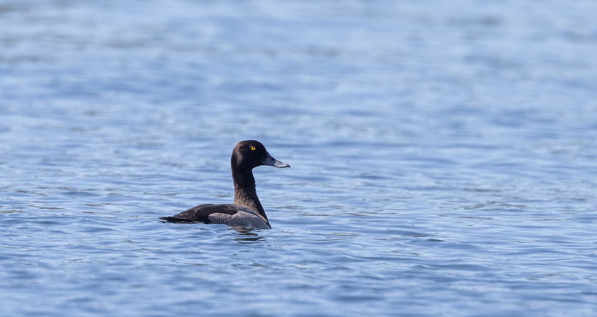 Greater Scaup - ML642486227